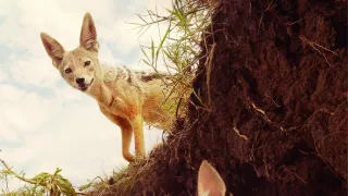 Zázračná planéta: Serengeti II (2/6)