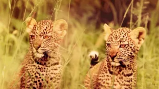 Zázračná planéta: Serengeti II (2/6)