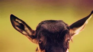 Zázračná planéta: Serengeti II (2/6)