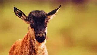 Zázračná planéta: Serengeti II (2/6)