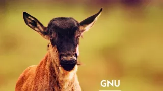 Zázračná planéta: Serengeti II (2/6)