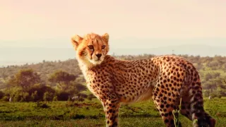 Zázračná planéta: Serengeti II (2/6)