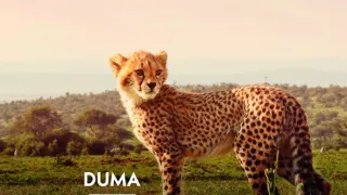 Zázračná planéta: Serengeti II (2/6)