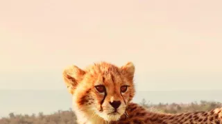 Zázračná planéta: Serengeti II (2/6)