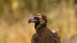 Divoké Španielsko (2/2)