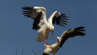 Divoké Španielsko (2/2)