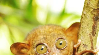 Extrémna zvieratá (2)