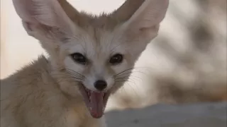 Přežití v divočině II (4)