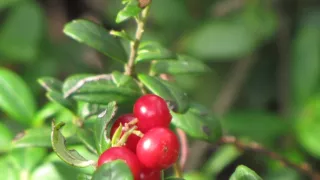 Divočina bez hranic (11)