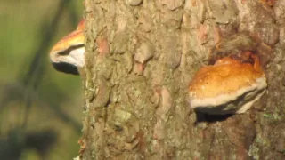 Divočina bez hranic (11)