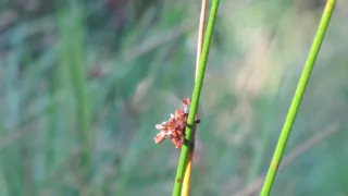 Divočina bez hranic (11)