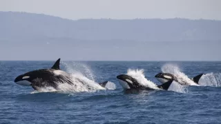 Úžasné zvířecí rodiny (1/10)