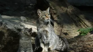 Úžasné zvířecí rodiny (1/10)