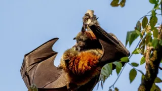 Úžasné zvířecí rodiny (1/10)