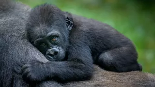 Úžasné zvířecí rodiny (1/10)