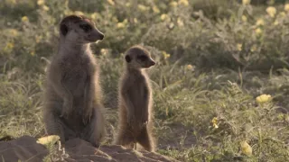 Deník zvířecích mláďat (2/3)