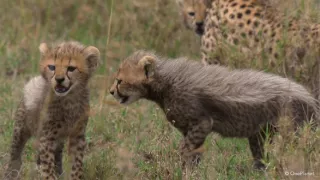 Deník zvířecích mláďat (2/3)