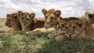 Deník zvířecích mláďat (2/3)