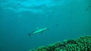 Antropocén - vek človeka (3/3)