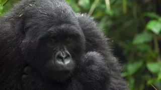 Rwanda, cena za úspech