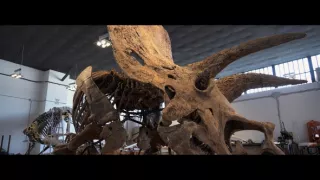 Vydražte si svojho dinosaura