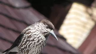 Divočina bez hranic (12)