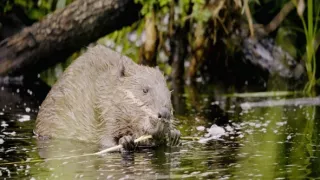 Tvořivá díla zvířecí říše (1/3)