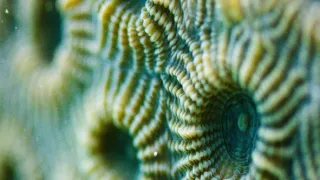 Tvořivá díla zvířecí říše (1/3)