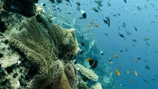 Tvořivá díla zvířecí říše (1/3)