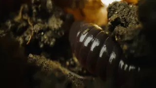 Tvořivá díla zvířecí říše (1/3)