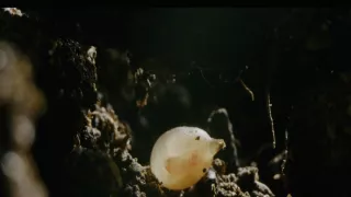 Tvořivá díla zvířecí říše (1/3)