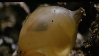 Tvořivá díla zvířecí říše (1/3)