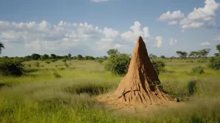 Tvořivá díla zvířecí říše (1/3)