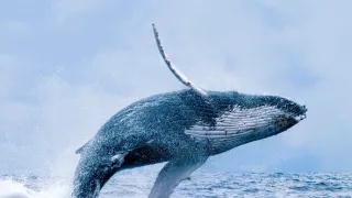 Zázračný oceán (1)