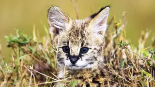 Zázračná planeta: Mláďata (1/3)