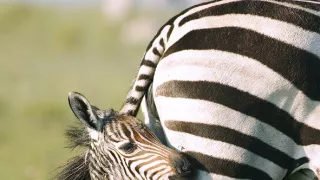 Zázračná planeta: Mláďata (1/3)