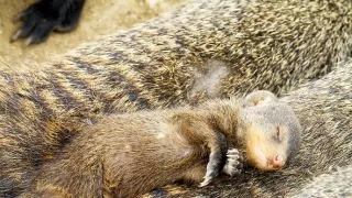 Zázračná planeta: Mláďata (1/3)