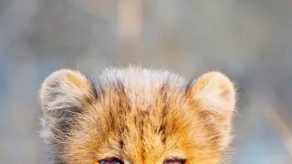 Zázračná planeta: Mláďata (1/3)