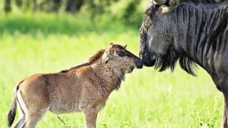 Zázračná planeta: Mláďata (1/3)