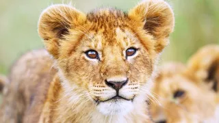 Zázračná planeta: Mláďata (1/3)