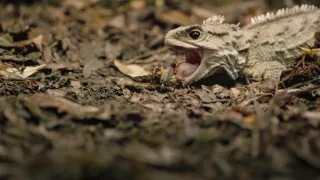 Fascinující Nový Zéland