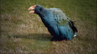 Fascinující Nový Zéland