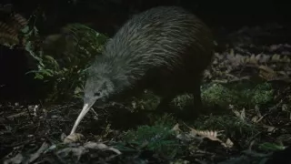 Fascinující Nový Zéland