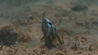 Zázračná planeta: Planeta Země III (4/8)