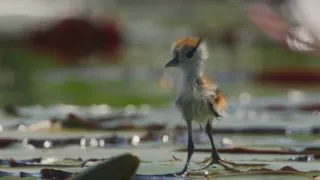 Zázračná planeta: Planeta Země III (4/8)