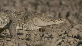 Zázračná planeta: Planeta Země III (4/8)