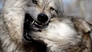 Tajemství Velkých jezer (1/3)