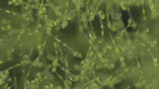 Rybie farmy - za a proti