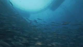 Rybie farmy - za a proti