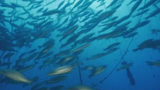 Rybie farmy - za a proti